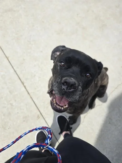A young extra large-sized female Bullmastiff dog named Padme for adoption in Olathe, KS