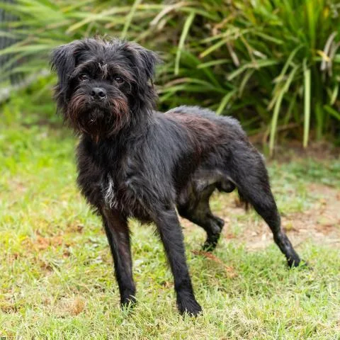 An adult small-sized male Scottish Terrier dog named Little Man for adoption in Camarillo, CA
