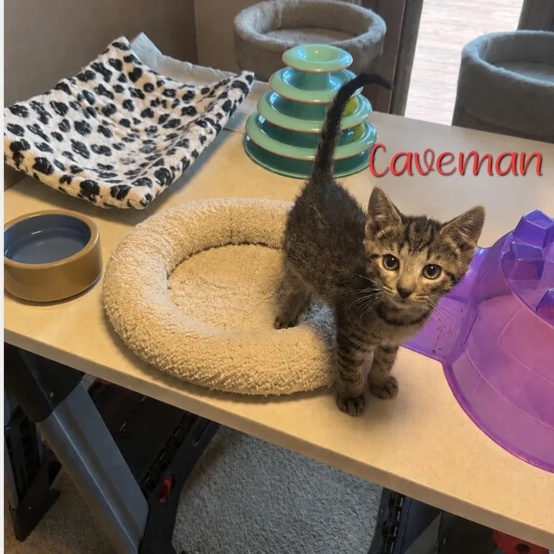 Caveman
