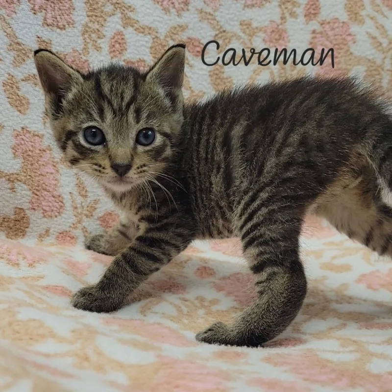 Caveman thumbnail 2