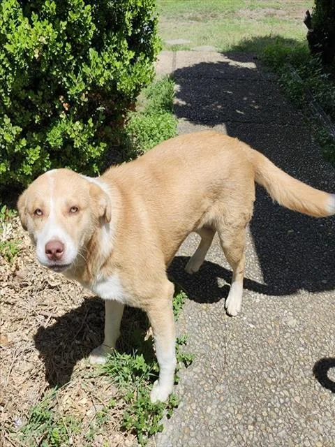 A young medium-sized female Labrador Retriever dog named Cinnamon for adoption in San Antonio, TX