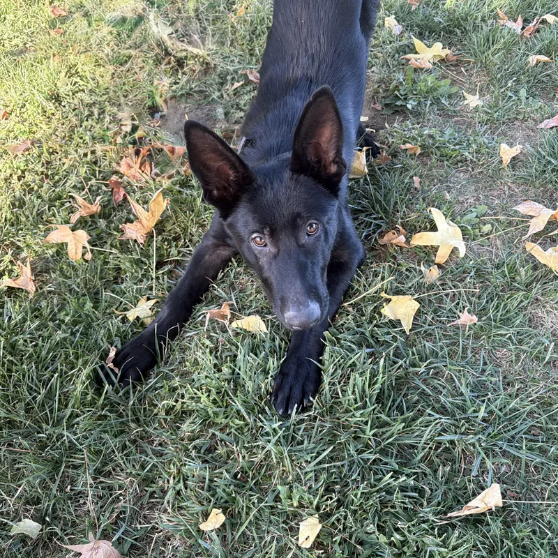 An adult medium-sized male German Shepherd Dog dog named Shadow for adoption in Oakdale, CA