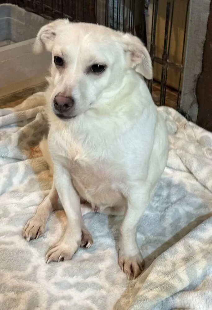 An adult small-sized male White / Cream Chihuahua dog named Tim for adoption in San Francisco, CA