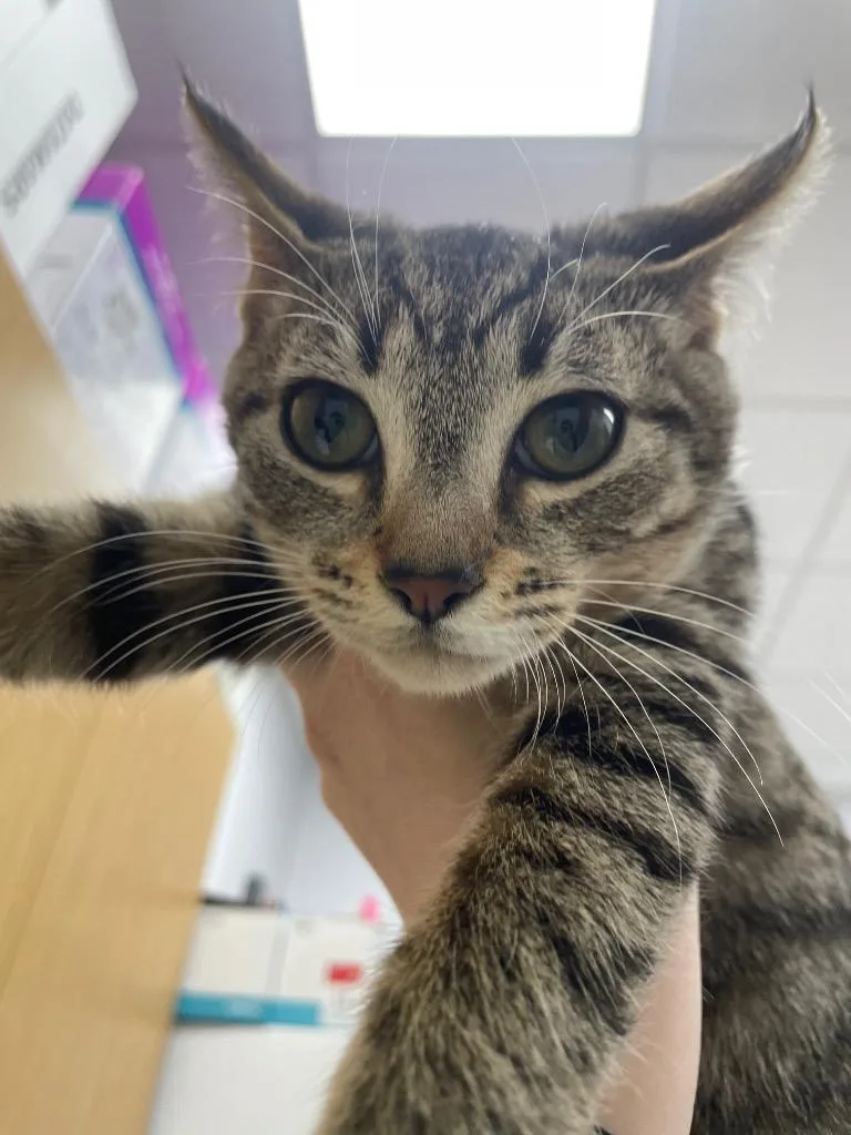 A young medium-sized female Domestic Short Hair cat named Tiger for adoption in Hartsville, SC