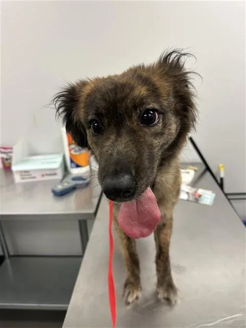 A young medium-sized female Australian Shepherd dog named Calista for adoption in Corpus Christi, TX