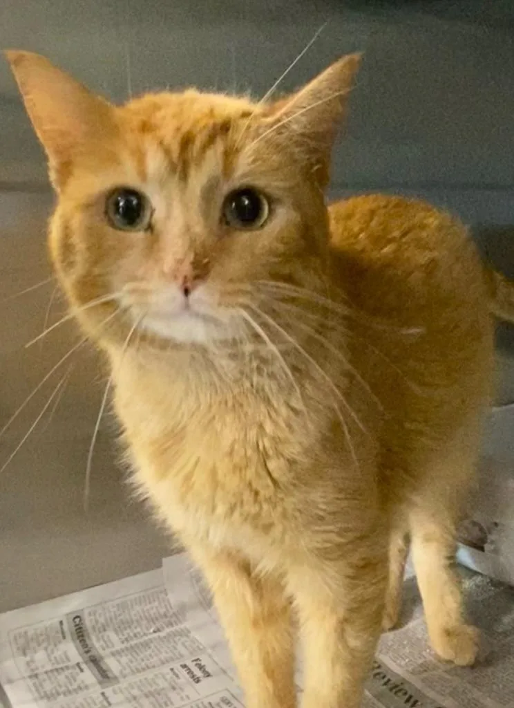 An adult medium-sized male Domestic Short Hair cat named Noodle for adoption in Portland, IN