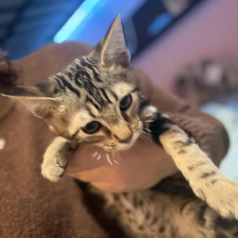 Samosa thumbnail 4