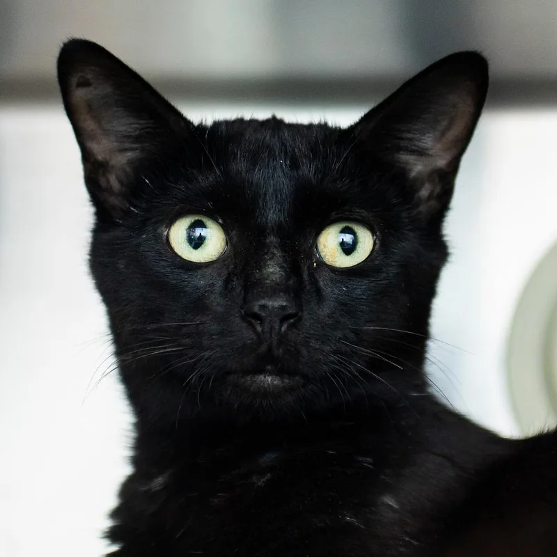 A young large-sized female Black Domestic Short Hair cat named Mizu for adoption in Middletown, RI