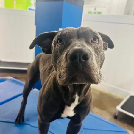 A young extra large-sized male Gray / Blue / Silver American Staffordshire Terrier dog named Hippo for adoption in Jersey City, NJ