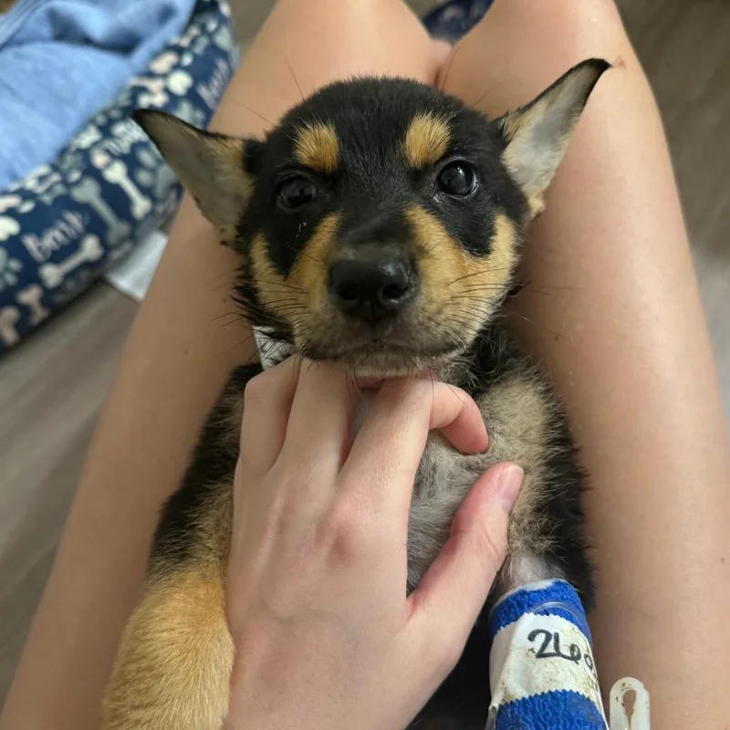 A baby medium-sized male Beauceron dog named Chang for adoption in Austin, TX