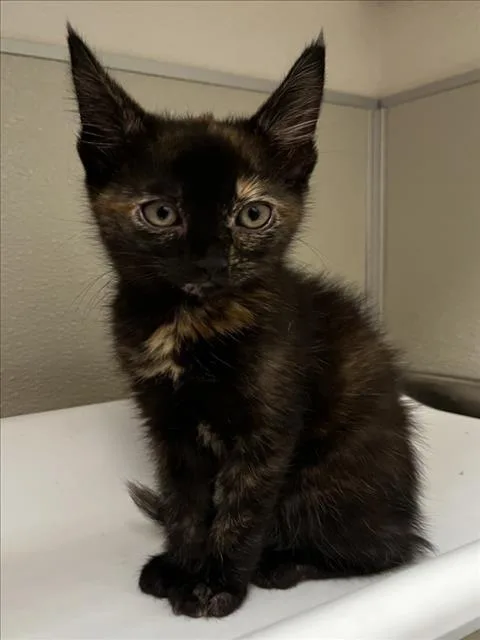 A baby small-sized female Domestic Short Hair cat named Tiana for adoption in Tracy, CA