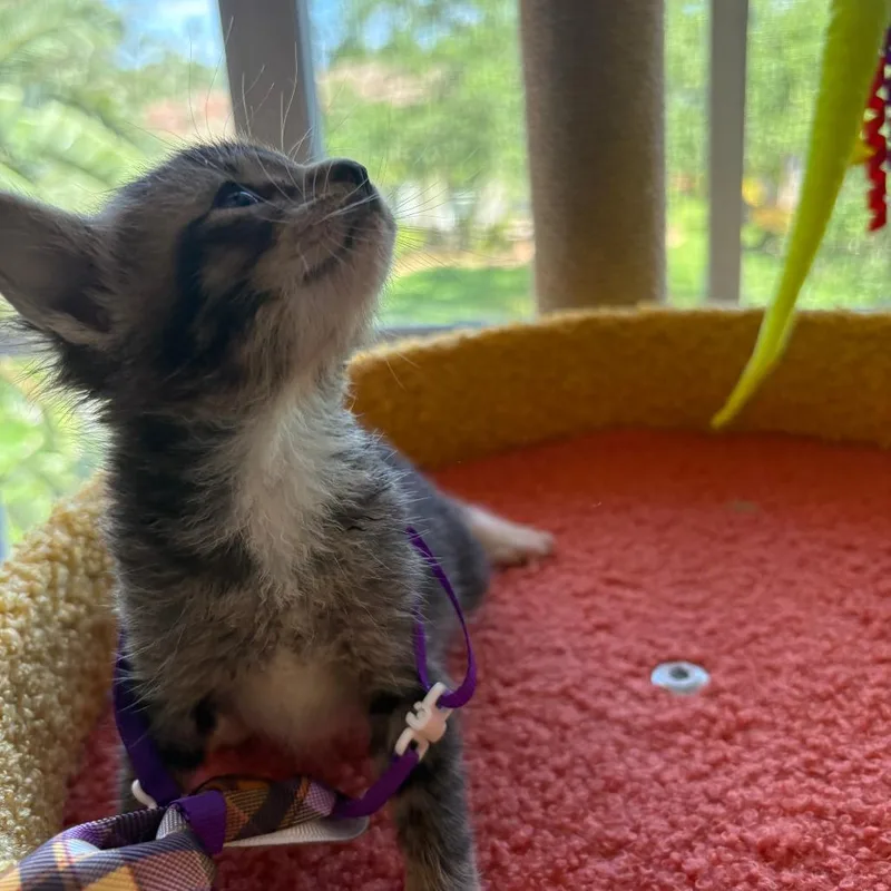 A baby small-sized female Brown / Chocolate Domestic Short Hair cat named Clove for adoption in Fort Lauderdale, FL
