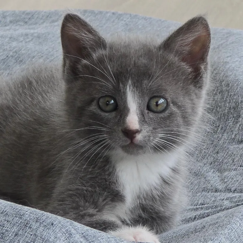 A baby small-sized male Gray / Blue / Silver Domestic Short Hair cat named Milo for adoption in East Hanover, NJ