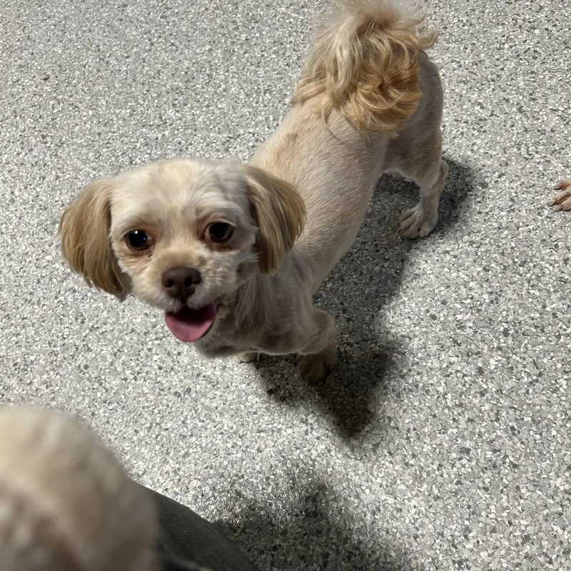 An adult small-sized female White / Cream Shih Tzu dog named Rosalie for adoption in Antwerp, OH