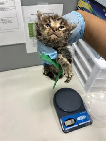 A baby small-sized female Domestic Medium Hair cat named Biscuit for adoption in San Martin, CA