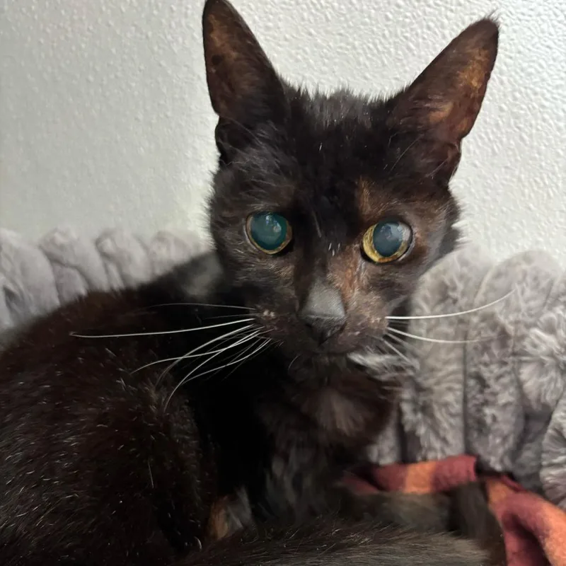 A senior medium-sized female Black Domestic Short Hair cat named Lil Ole Lady Who for adoption in Union, MO