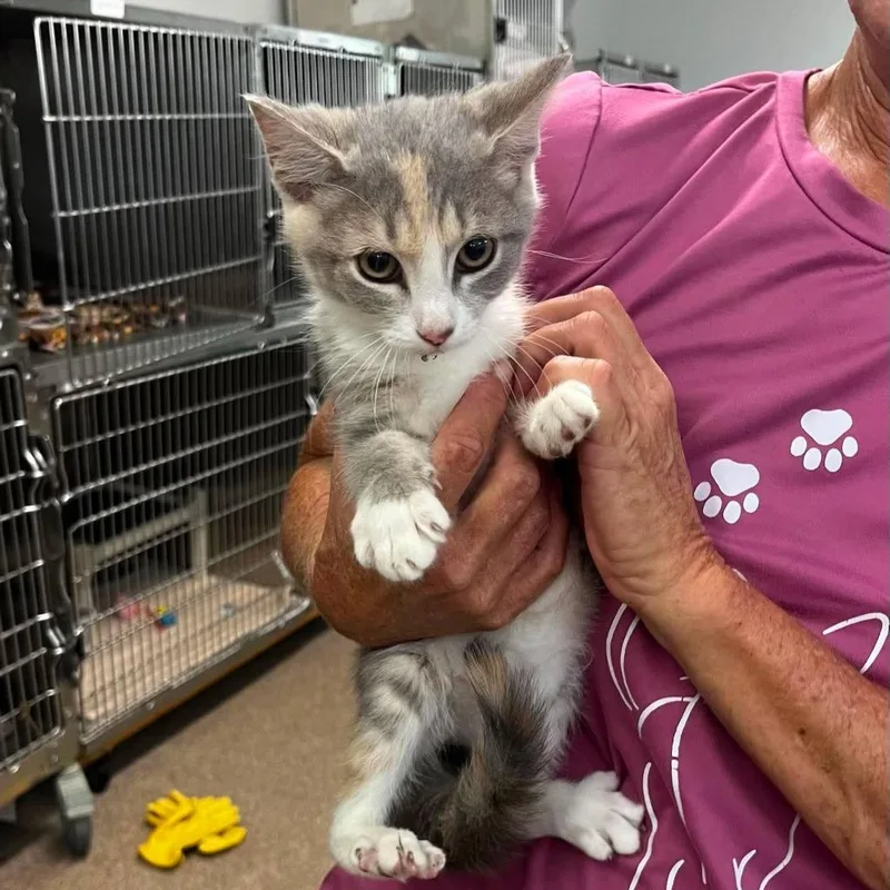A baby medium-sized female Domestic Short Hair cat named Mouse for adoption in Sunrise Beach, MO