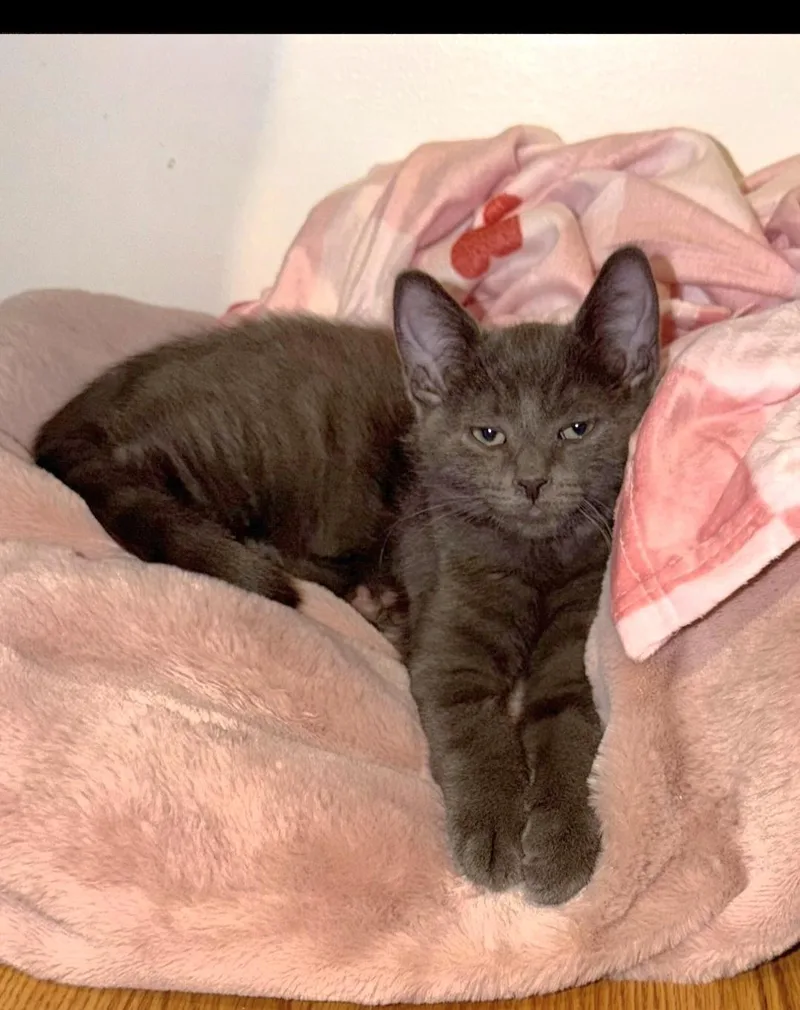 A baby small-sized male Gray / Blue / Silver Domestic Short Hair cat named Haaland for adoption in Brighton, MI