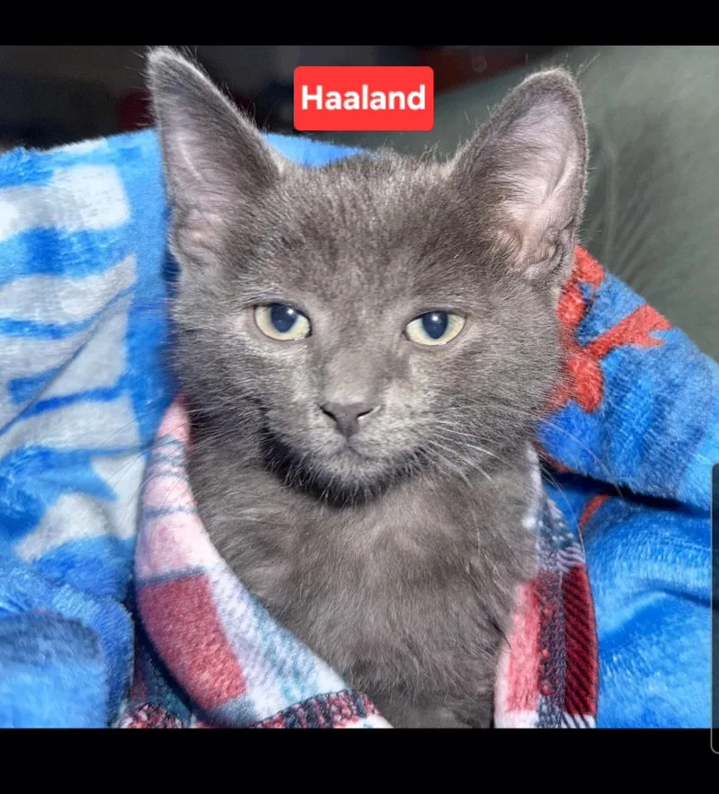 Haaland thumbnail 2