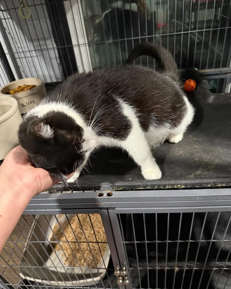 An adult medium-sized female Black & White / Tuxedo Domestic Short Hair cat named Wynona for adoption in Richmond Dale, OH