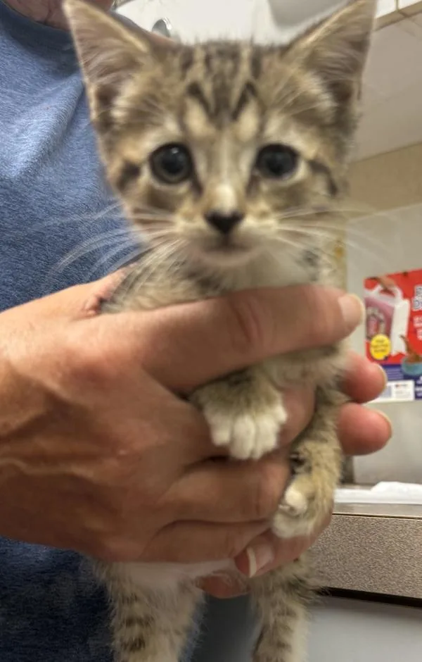 A baby small-sized female Domestic Short Hair cat named Lusia for adoption in Salisbury, MD