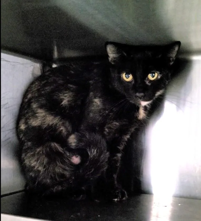 An adult medium-sized female Domestic Short Hair cat named Mimi for adoption in Los Angeles, CA