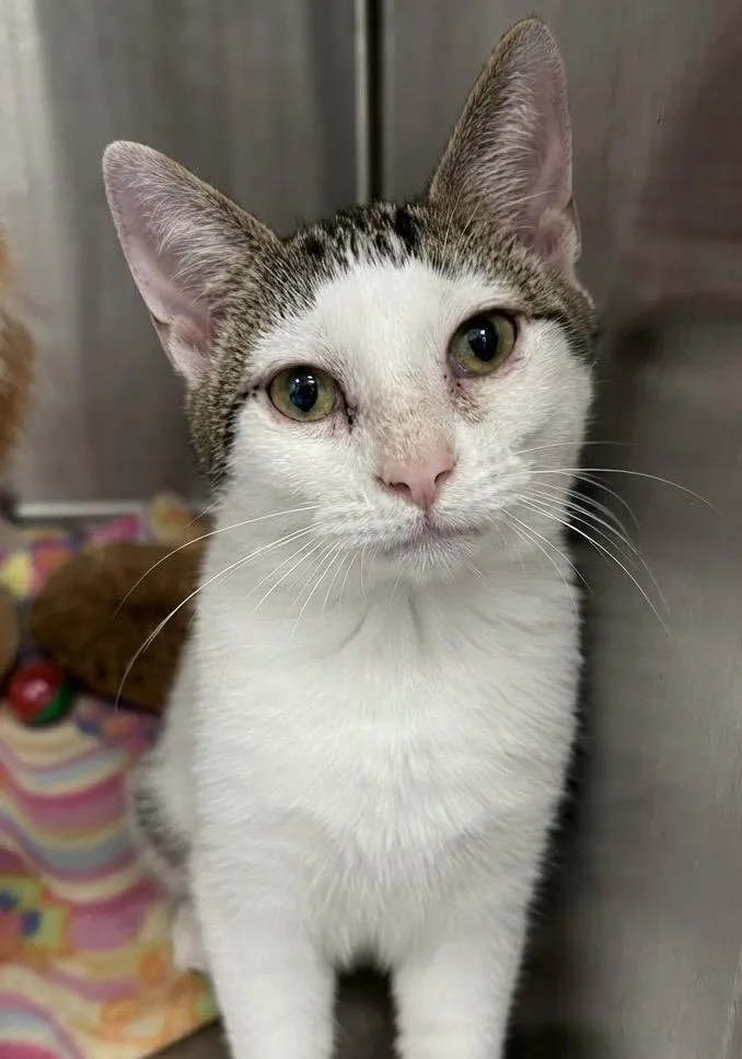 A baby small-sized male Domestic Short Hair cat named Audrey for adoption in Hartsville, SC