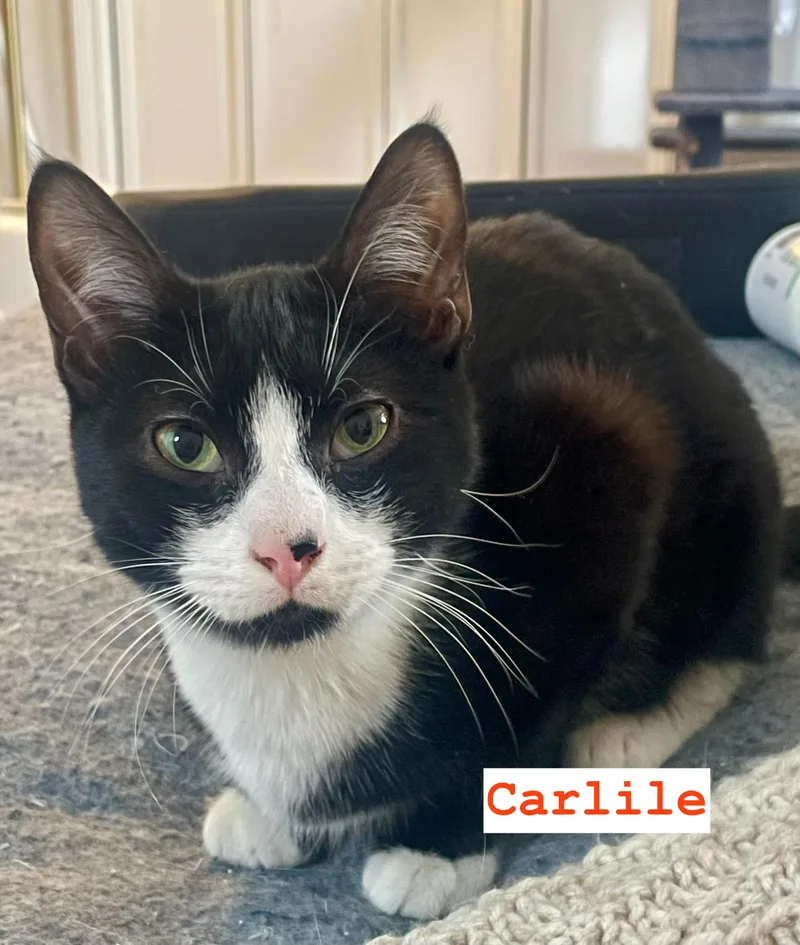 A baby small-sized male Black & White / Tuxedo Domestic Short Hair cat named Carlile And Avett for adoption in New Britain, CT