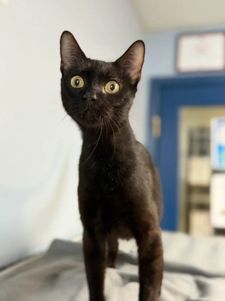 A baby small-sized male Black Domestic Short Hair cat named Pineapple for adoption in Lovingston, VA