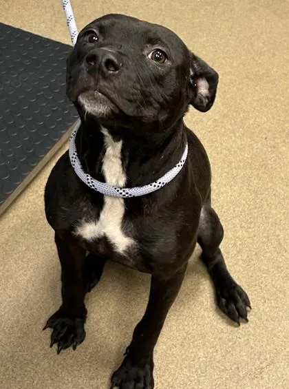 A young medium-sized male Mixed Breed dog named Hooper for adoption in Chamblee, GA