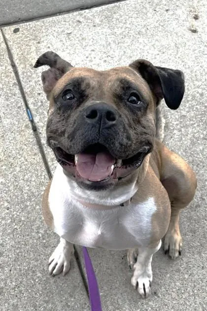 An adult large-sized female Brown / Chocolate Pit Bull Terrier dog named Snookie for adoption in Kansas City, MO