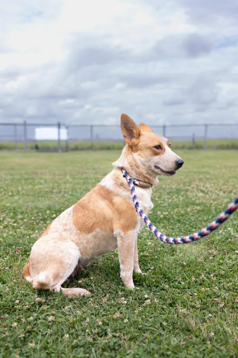 An adult medium-sized female Australian Cattle Dog / Blue Heeler dog named Rouge for adoption in Bradenton, FL