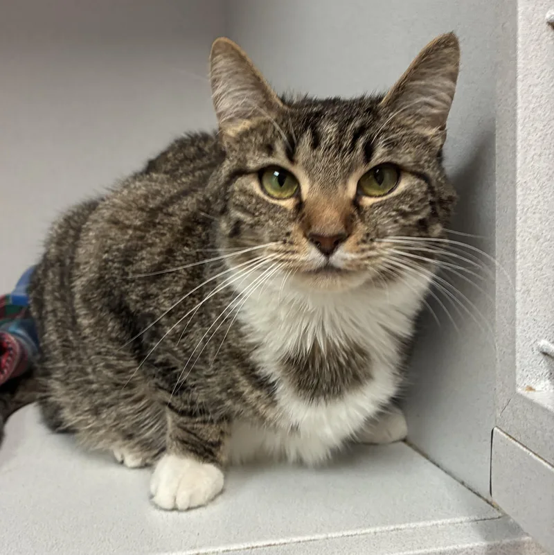 An adult large-sized female Tabby (Tiger Striped) Domestic Short Hair cat named Nestle for adoption in Breinigsville, PA
