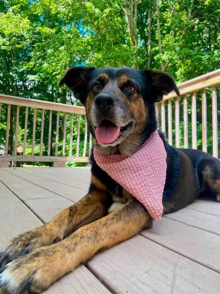 An adult medium-sized female Bicolor Rhodesian Ridgeback dog named Bougie for adoption in Kennebunk , ME