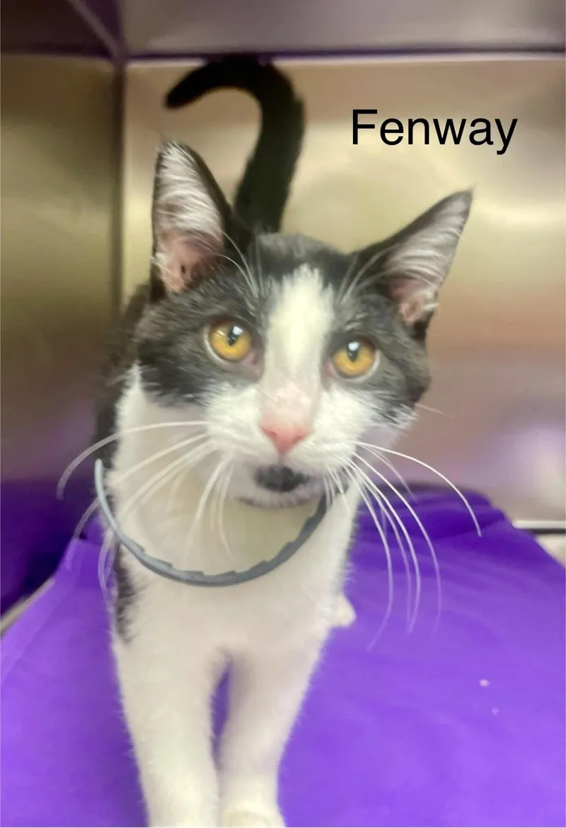 Fenway thumbnail 2
