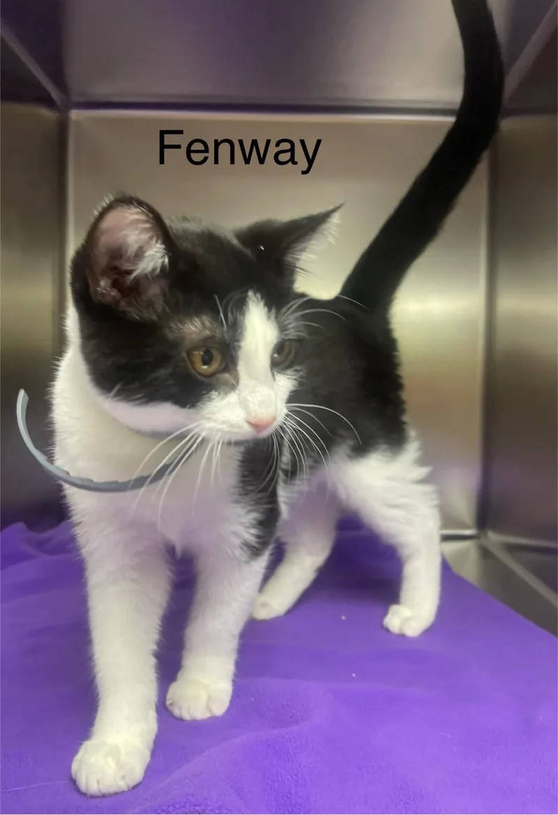 Fenway thumbnail 5