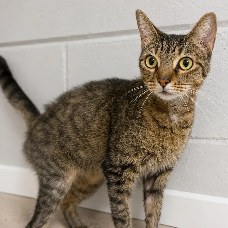 An adult small-sized male Brown / Chocolate Domestic Short Hair cat named Zuzu for adoption in Hopkinton, MA
