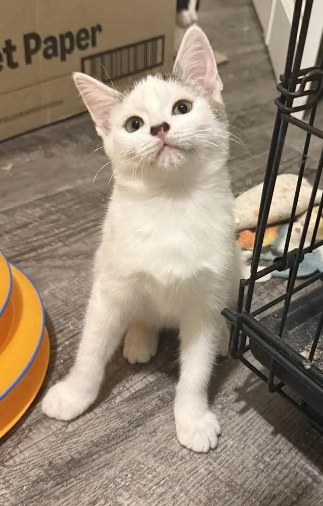 A baby small-sized male Black & White / Tuxedo Domestic Short Hair cat named Cashew for adoption in tucson, AZ