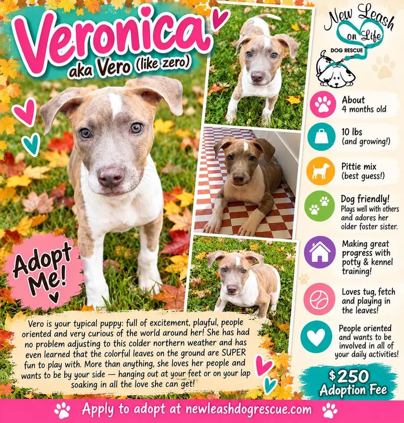 A baby small-sized female Brindle Pit Bull Terrier dog named Veronica for adoption in Rockland, WI