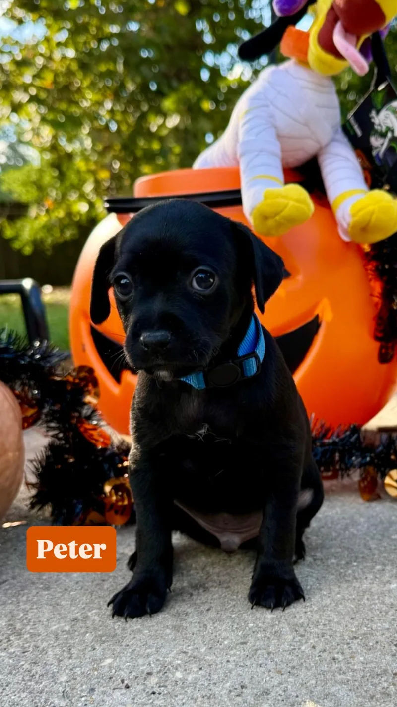 A baby small-sized male Chiweenie dog named Peter for adoption in Walker, LA