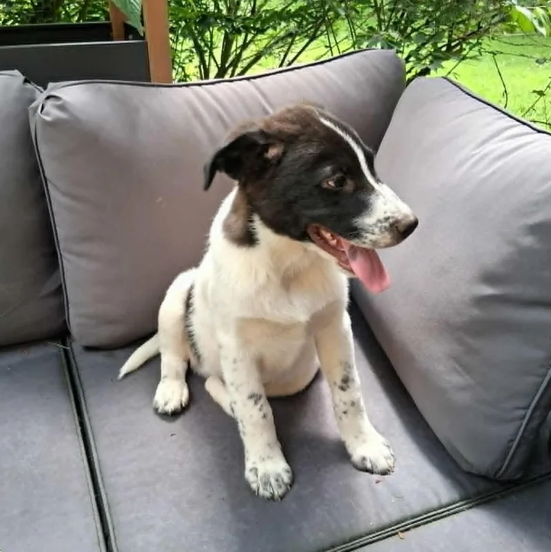 A baby medium-sized male Black Pointer dog named Puppy for adoption in North Jackson, OH