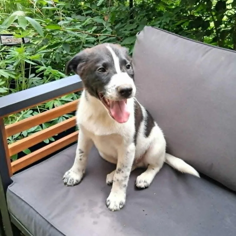 Puppy thumbnail 2