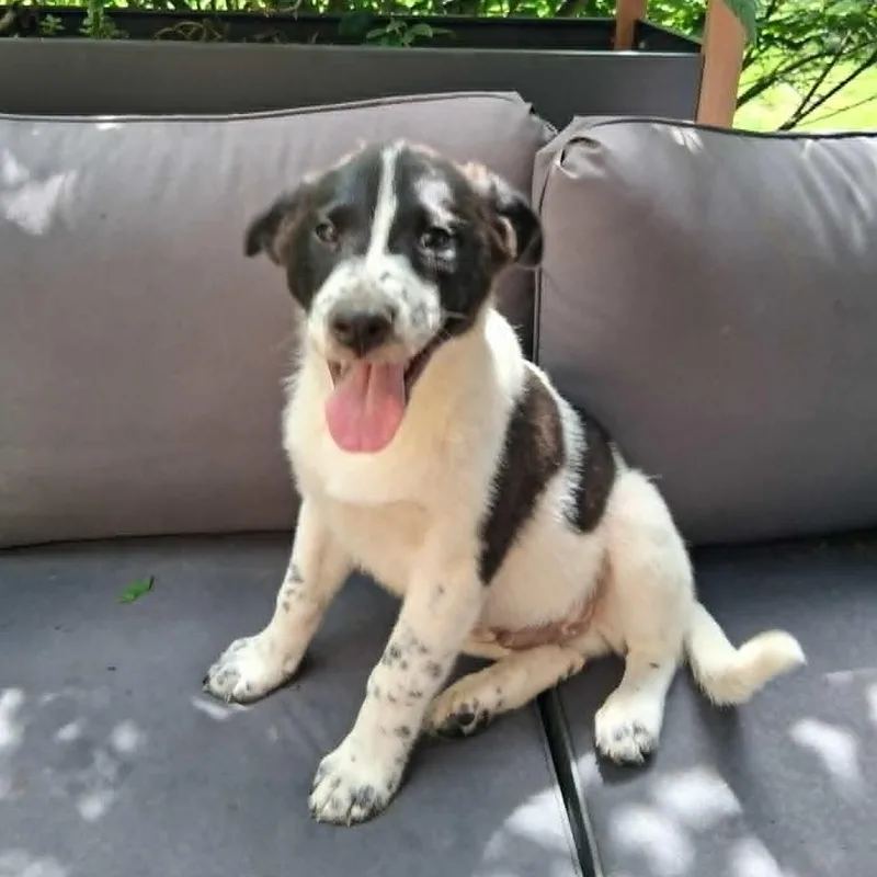 Puppy thumbnail 3
