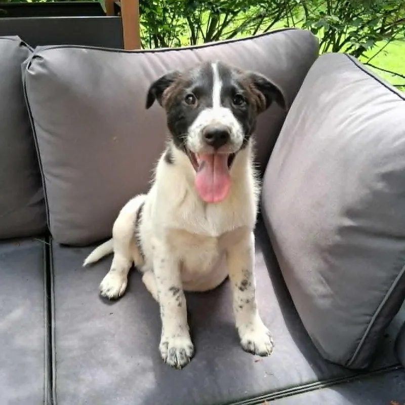 Puppy thumbnail 4