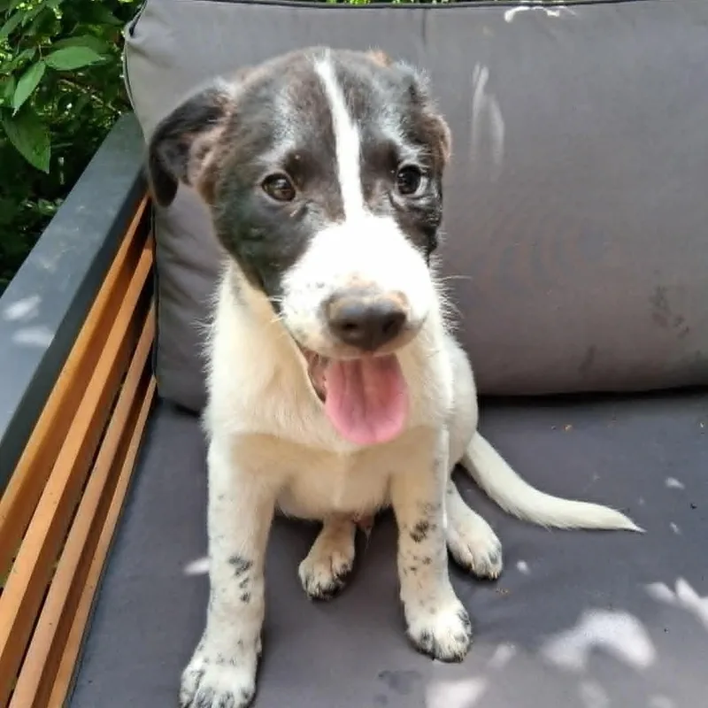 Puppy thumbnail 5