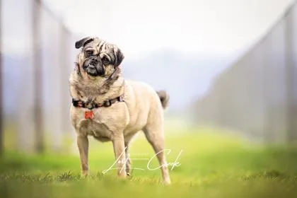 Fiona