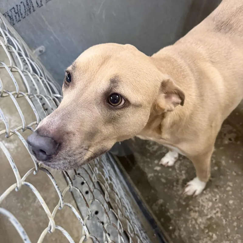 An adult large-sized female Yellow / Tan / Blond / Fawn Mixed Breed dog named Tiffany for adoption in Columbiana, AL