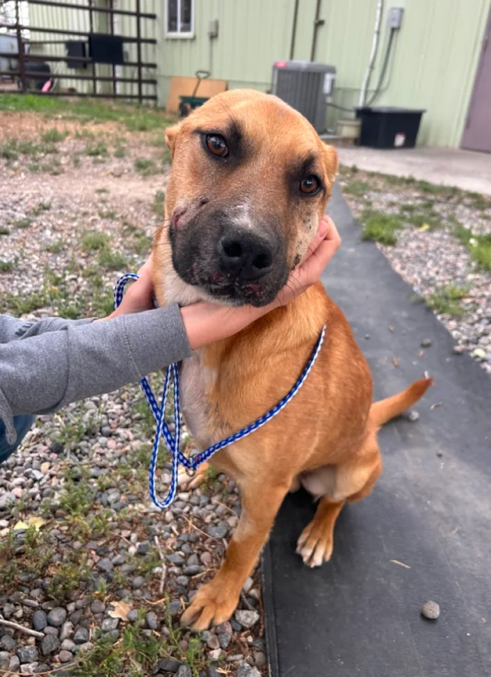 A young medium-sized male Tan Shepherd dog named Darwin for adoption in Riverton, WY