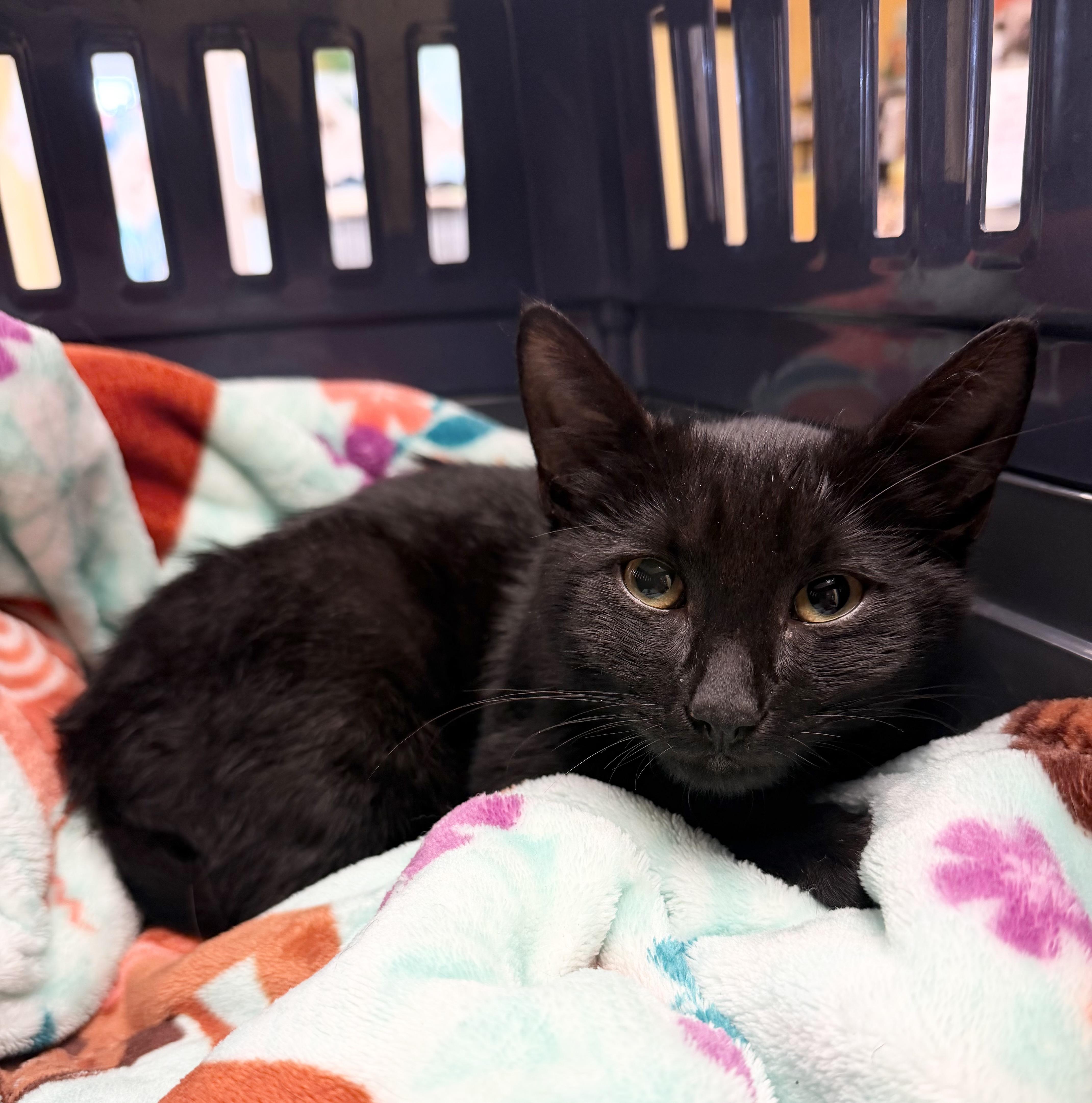 A baby medium-sized male Black & White / Tuxedo Domestic Short Hair cat named Reggie for adoption in Hudson, NY