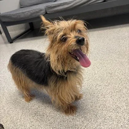 An adult small-sized female Brown / Chocolate Mixed Breed dog named Molly Pocket for adoption in Lansing, MI
